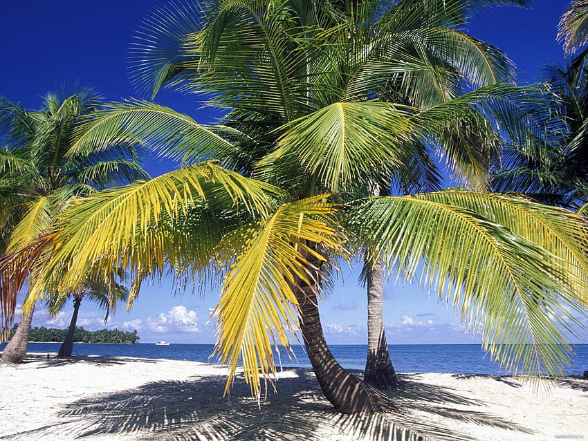 Palm trees in Belize, coast, nature, palm trees, tropics 1600x1200 HD ...