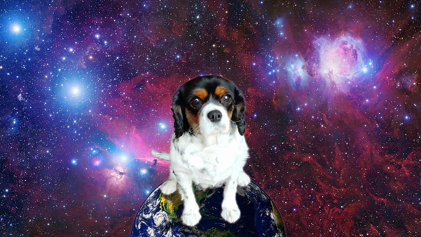 Die besten 5 Hunde im Weltraum auf Hüfte, Weltraumhund HD-Hintergrundbild