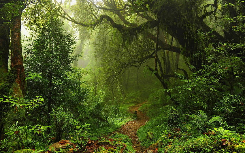 Latar belakang hutan ·① indah untuk, latar belakang hutan Wallpaper HD