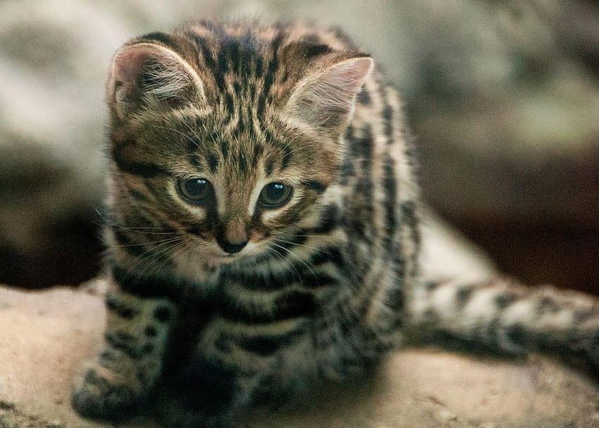 Through Golden Eyes: What's New at the Philly Zoo? Black, black footed cat HD wallpaper