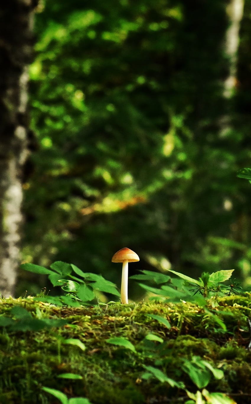 escargot brun sur champignon rouge pendant la journée – Nature, escargot sur champignon Fond d'écran de téléphone HD