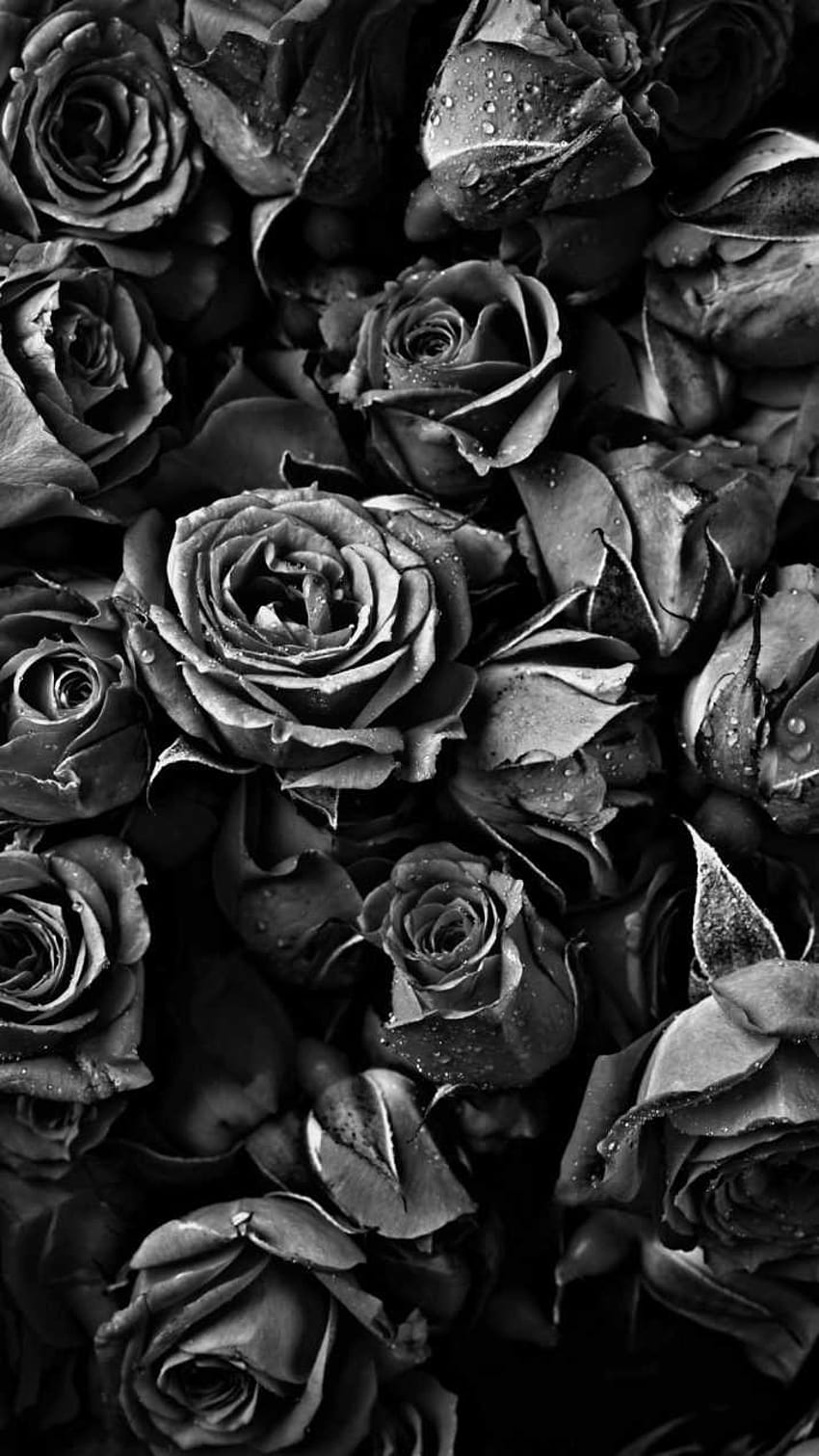 R Black Roses, rosa estética negra fondo de pantalla del teléfono