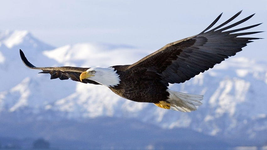Bald eagle spirit flight sky wings bird animal, eagle bird HD wallpaper