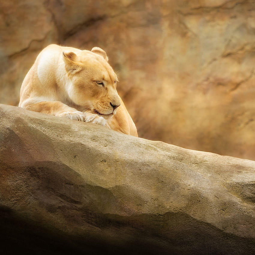 Lioness , Paradise Wildlife Park, Animal park, Zoo, Golden yellow, Rock, Animals, wild life HD phone wallpaper