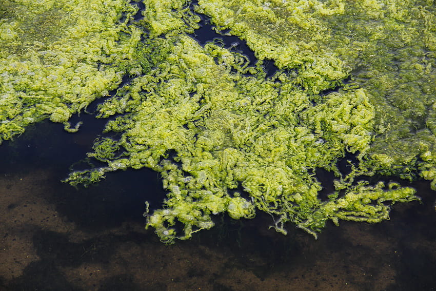 บ่อน้ำ สาหร่าย เนื้อ เมือก การเจริญเติบโต ทะเลสาบ พืชสีเขียว พื้นหลัง วอลล์เปเปอร์ HD