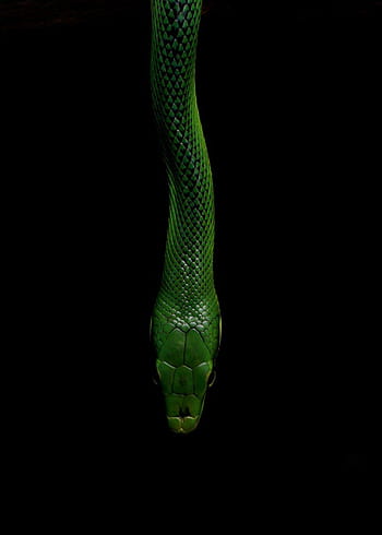 Green Snake Wallpapers - Wallpaper Cave
