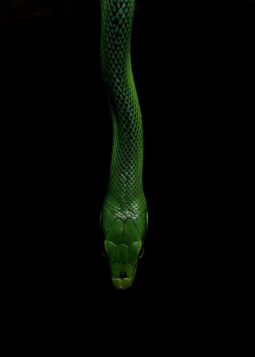 Ular Hijau Di Latar Belakang Hitam, ular loki wallpaper ponsel HD
