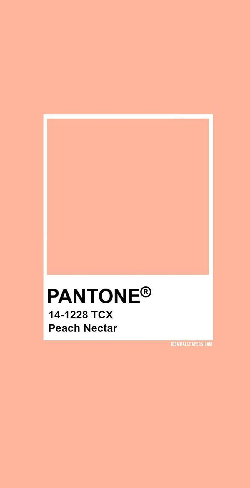 Pantone Peach Nectar : Pantone 14、審美的な正方形のピーチ HD電話の壁紙