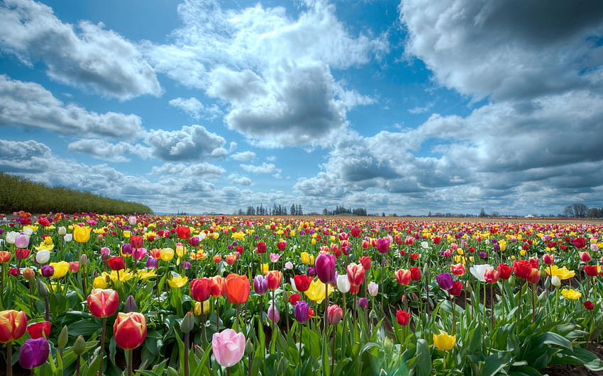 Tulips Garden, tulip farm HD wallpaper