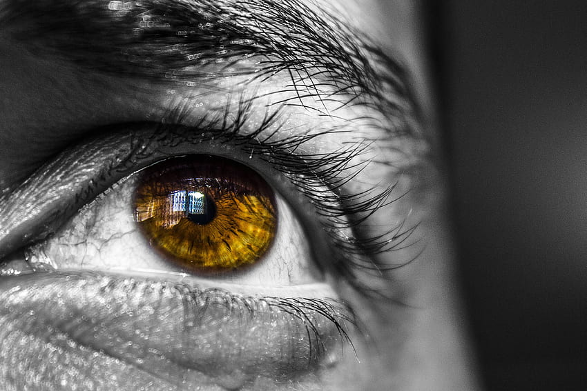 Person's Brown Eye · Stock, eye contact HD wallpaper