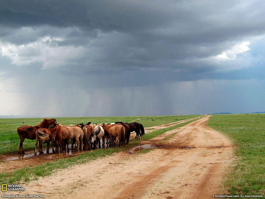 Ponies , Animal – National Geographic of the Day, mongolia HD wallpaper