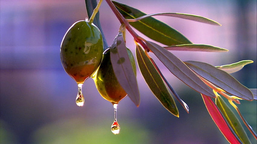 Olive Tree The Gift of the Goddess [1920x1080] for HD wallpaper