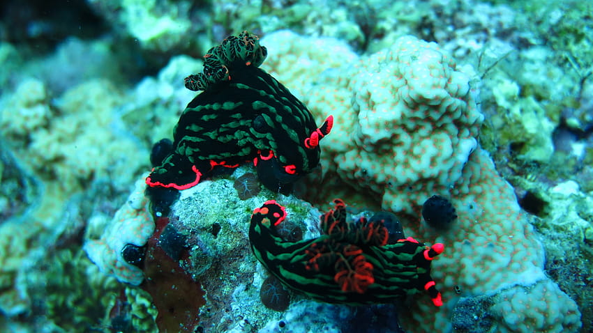 Nudibranch, дълбоководни корали, Alona beach, Panglao, Филипини, корал, морски живот, гмуркане, море, под вода, туризъм, най-добрите места за гмуркане в света, пътуване HD тапет