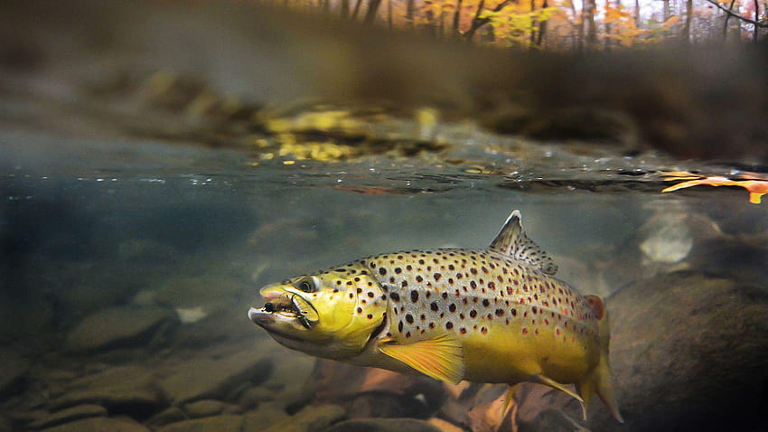 Trout, fly fishing phone HD wallpaper