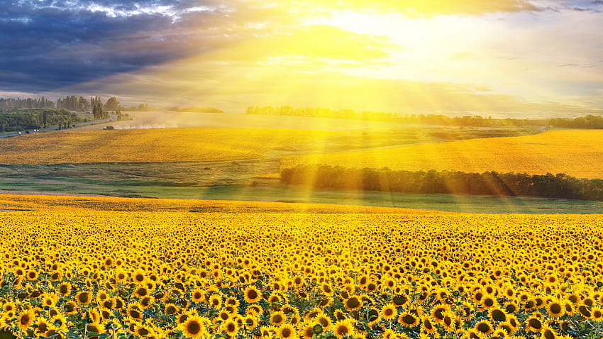 Yellow Sunflowers Field With Backgrounds Of Yellow Sunbeam Flowers, yellow sunflowers field flowers HD wallpaper