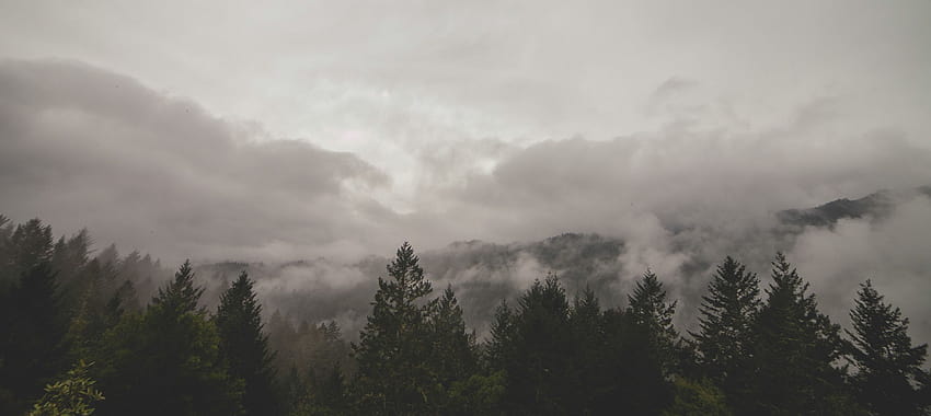 Green Trees · Stock, cloudy tumblr HD wallpaper