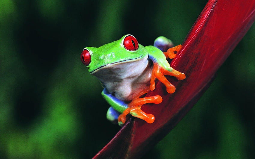 Frogs HD wallpaper | Pxfuel