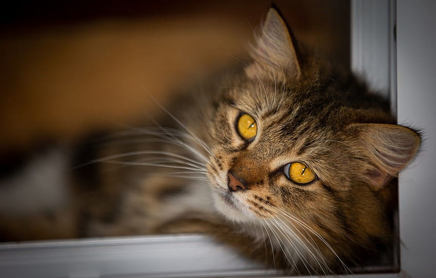แมว แมว หนวด ดู ใบหน้า สีเทา พื้นหลัง กรอบ แมวลายสีเทาที่มีตาสีเหลือง วอลล์เปเปอร์ HD