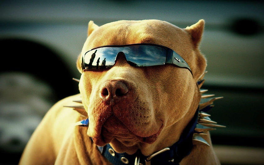 hermoso perro pitbull, pitbull fondo de pantalla
