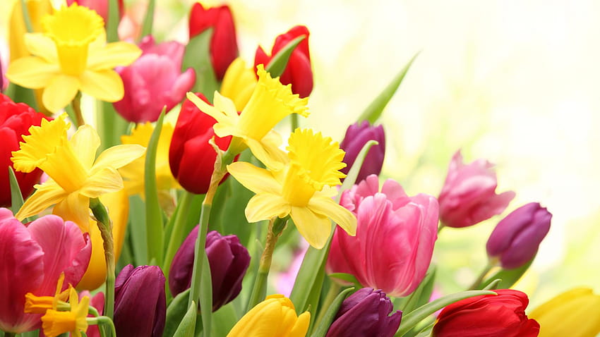 Colorful Spring Flowers, spring daffodils flowers HD wallpaper