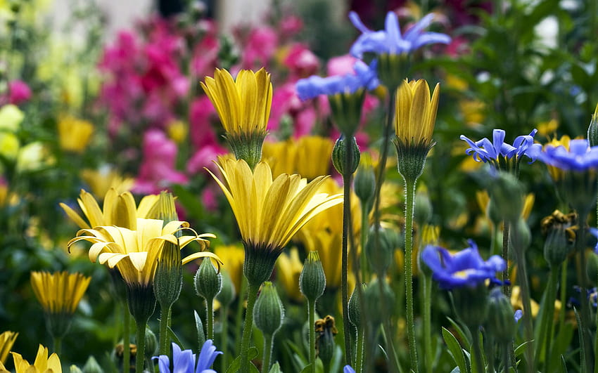 6 Wildflower White And Yellow Meadow Wildflowers Hd Wallpaper Pxfuel 9246