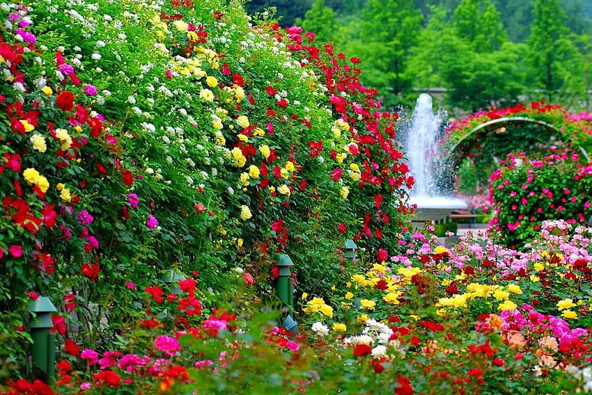 The Real Beauty, flowers in park HD wallpaper | Pxfuel