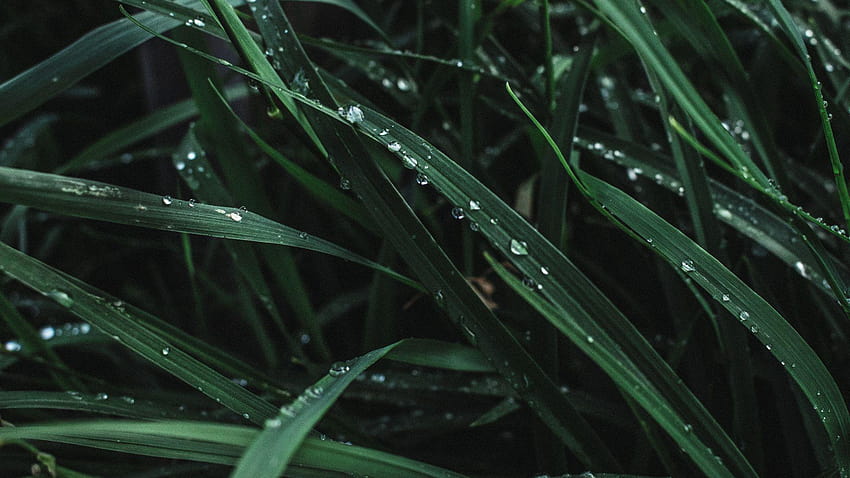 Rain Water Drops on Grass, drops of water HD wallpaper | Pxfuel