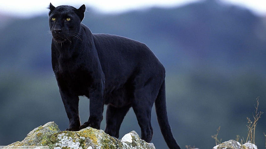 animales, naturaleza, fauna, grandes felinos, pantera negra, animal pantera  negra fondo de pantalla | Pxfuel