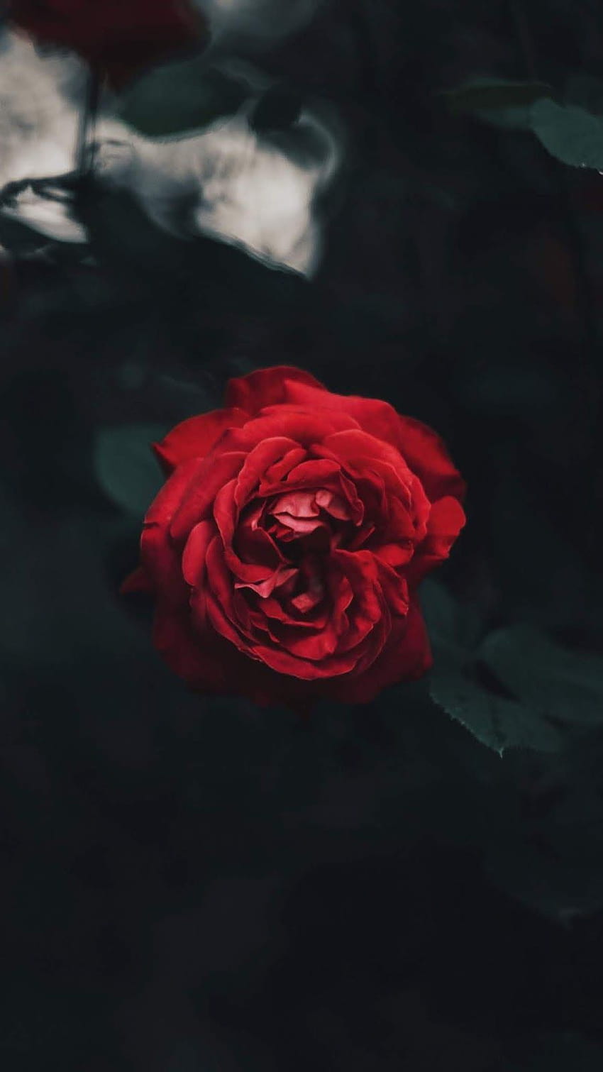 Sad Red Rose list, sad rose HD phone wallpaper