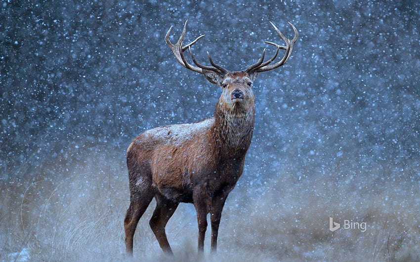 Un cervo rosso nella neve / e mobile, neve di cervo Sfondo HD