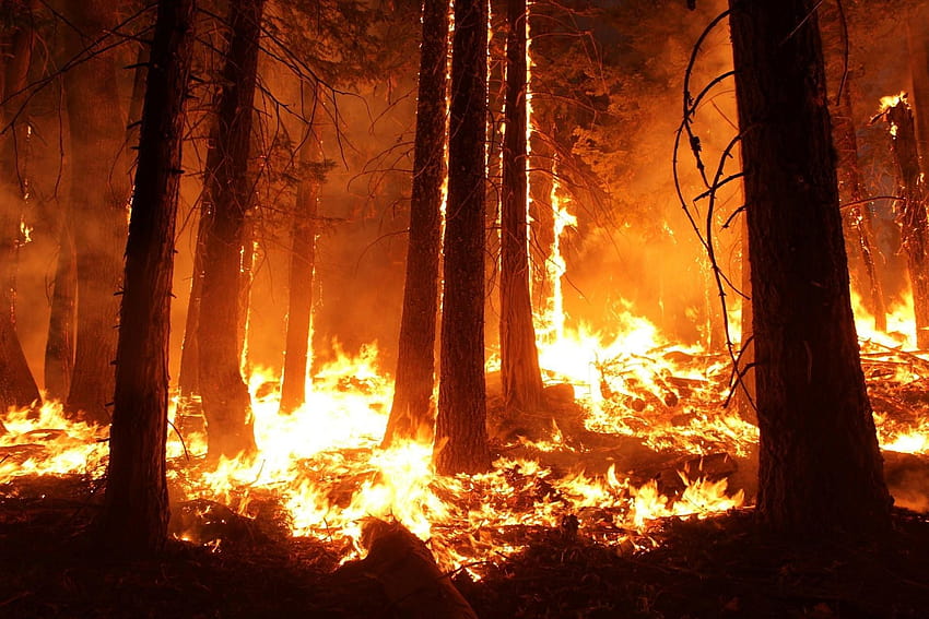 ป่า, เปลวไฟ, ควัน, ไฟ, ไฟป่า, ไฟป่า, การเผาไหม้, การเผาไหม้ป่า วอลล์เปเปอร์ HD