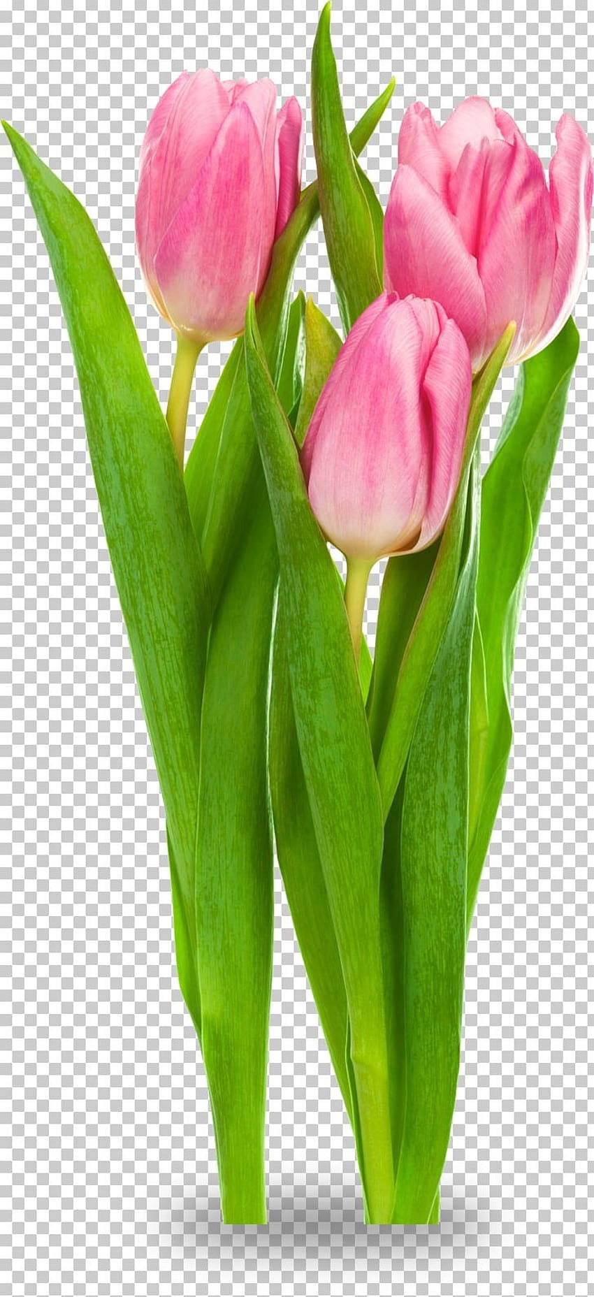Indira Gandhi Memorial Tulip Garden Tulipa Gesneriana Flower PNG, Clipart, つぼみ, 切り花, , フローラル HD電話の壁紙