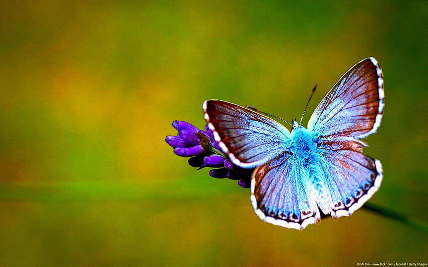 Красива пеперуда, видове пеперуди HD тапет