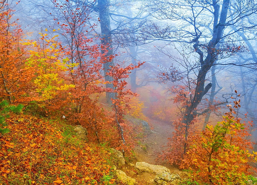 ジョン・ロイド・ヤング ピチャ 秋の夜明けカラタシ・ラ・クパンバ、秋の霧 高画質の壁紙