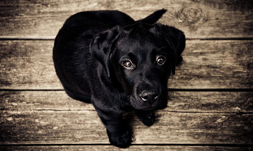 50 Labrador, black lab dog HD wallpaper