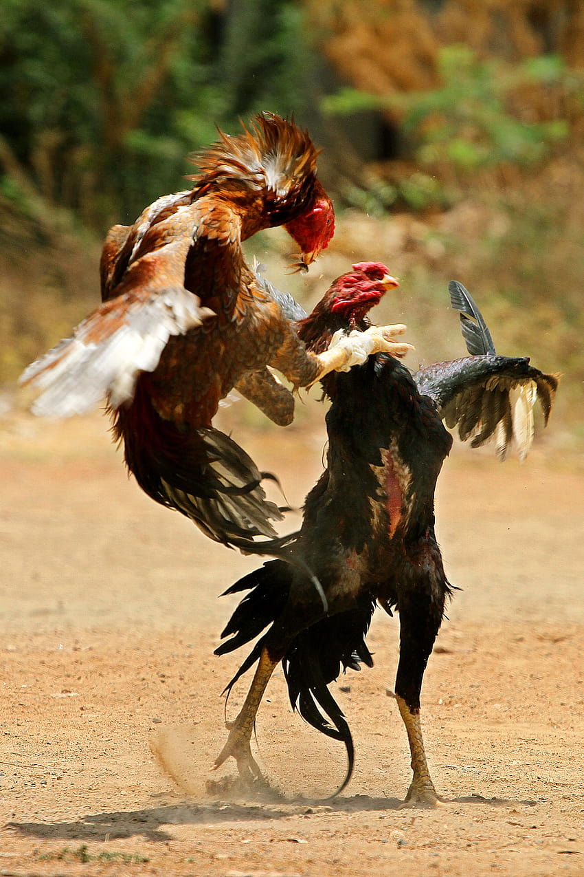 Rooster Kills Owner During Illegal Cockfight in India | Complex