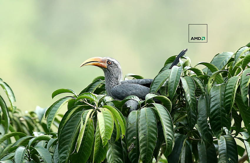 green nature birds amd sidharth 304ndia wild kerala 1800x1176 High Quality ,High Definition, kerala artwork HD wallpaper