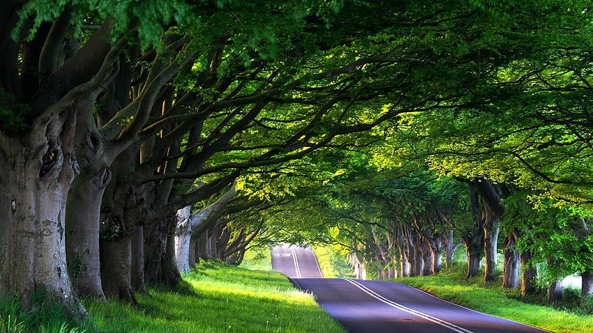 tree lined street, summer tree road HD wallpaper
