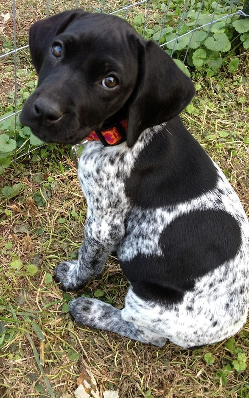 Black And White German Shorthaired Pointer, german shorthaired pointer ...
