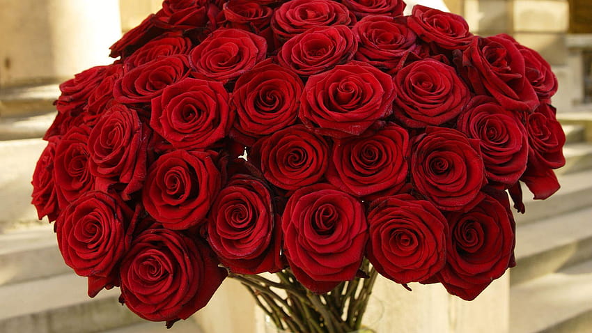 rose, Flower, Love, Life |