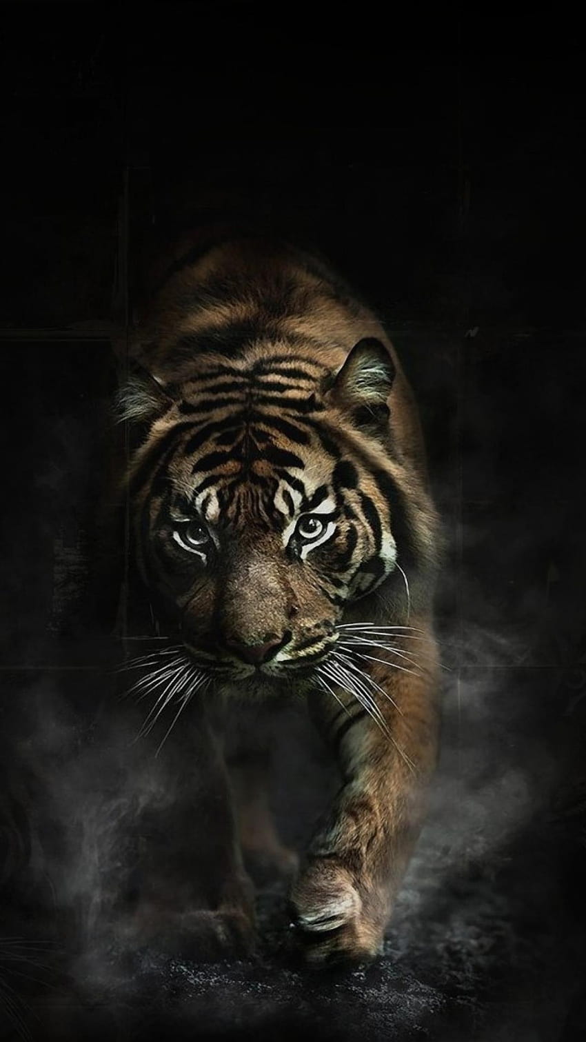 動物のトラは危険な煙を吸う HD電話の壁紙