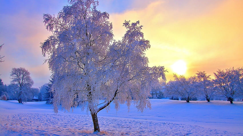 좋아하는 ecran 풍경 arbre givré hiver HD 월페이퍼