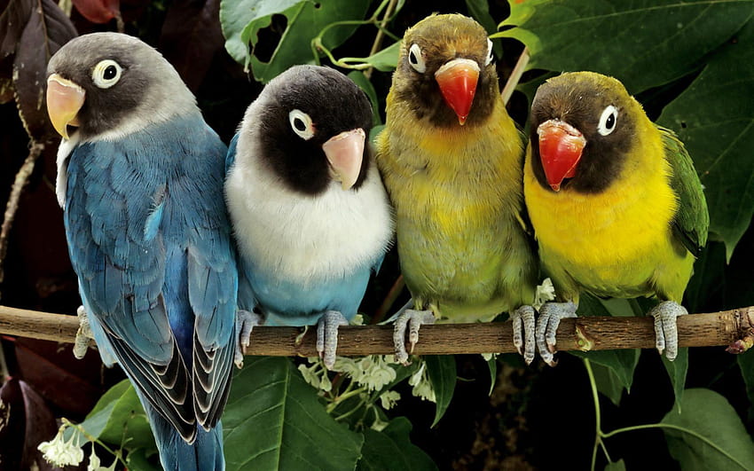 Lovebird, pássaros do amor papel de parede HD