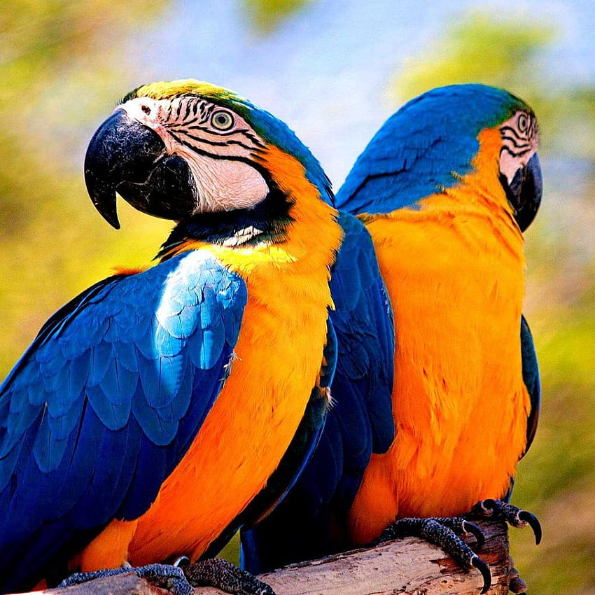 Blue, macaw HD phone wallpaper