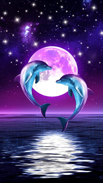 Cute dolphin HD wallpapers  Pxfuel