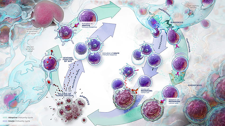 Aprovechar el sistema inmunitario innato para burlar al cáncer, inmunidad fondo de pantalla