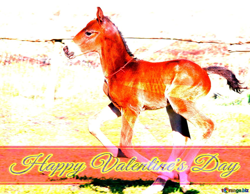 Kuda lucu Foal kartu ucapan latar belakang gaya retro Lettering Happy Valentine's Day di CC Wallpaper HD