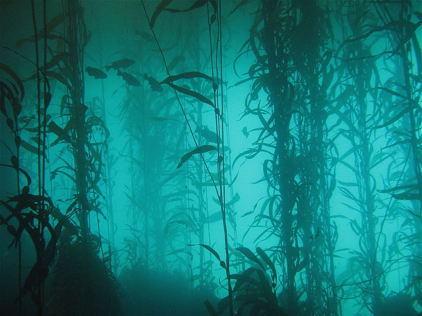 Bosque de algas marinas fondo de pantalla
