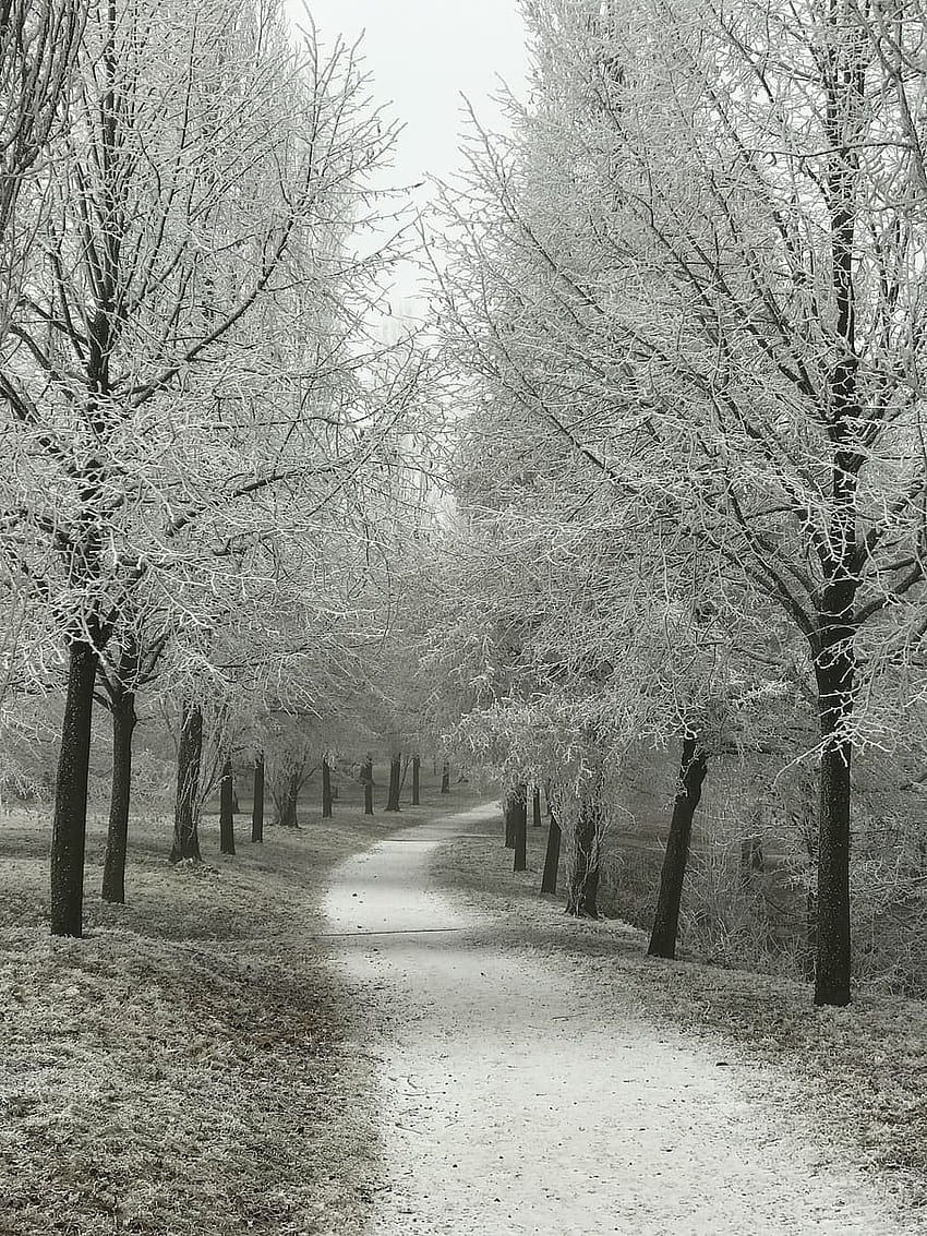 : далече, зимен, дървета, скреж, Оденвалд, Бенсхайм, гора от скреж черно и бяло HD тапет за телефон