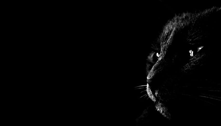 Dark Animal, leone o tigre Sfondo HD